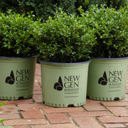 Boxwood, NewGen Independence #3